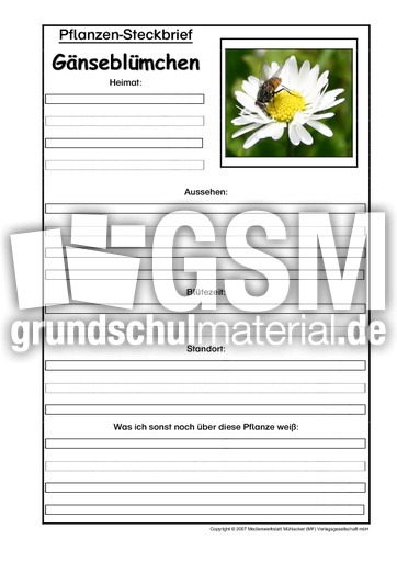 Pflanzensteckbrief-Gänseblümchen.pdf